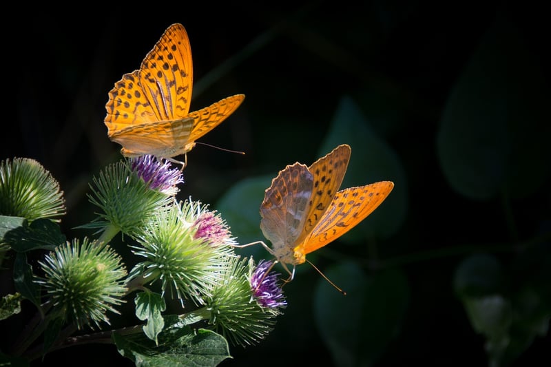 Butterfly Effect Challenges